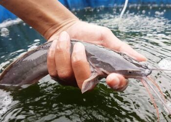 Ilustrasi Ketahanan Pangan dan Pembesaran Ikan Lele. FOTO/Petpintar