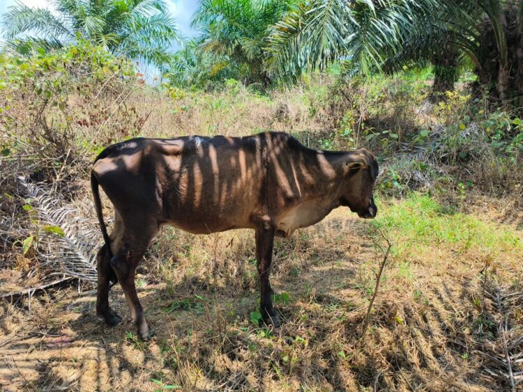 Harimau Sumatera Kembali Serang Ternak Warga di Aceh Timur