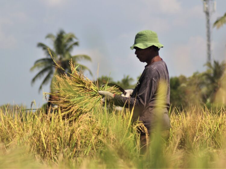 FOTO: Jelang Panen Raya, Harga Gabah Meningkat di Aceh Besar
