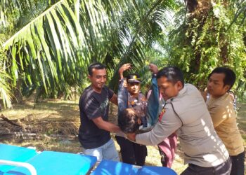 Personel Polsek Blang Mangat menemukan seorang pria tak sadarkan diri di kebun sawit di Desa Rayeuk Kareung, Kecamatan Blang Mangat, Kota Lhokseumawe, Rabu (5/4/2023) sekira pukul 14.40 WIB. FOTO/Net