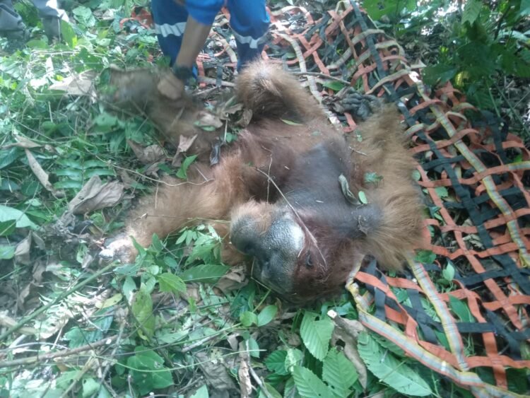 Ⓒ Hak cipta foto di atas dikembalikan sesungguhnya kepada pemilik foto Ⓒ Hak cipta foto di atas dikembalikan sesungguhnya kepada pemilik foto