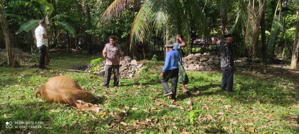 Sindikat Pencurian Ternak Beraksi di Aceh Besar, Tiga Ekor Lembu Diracun