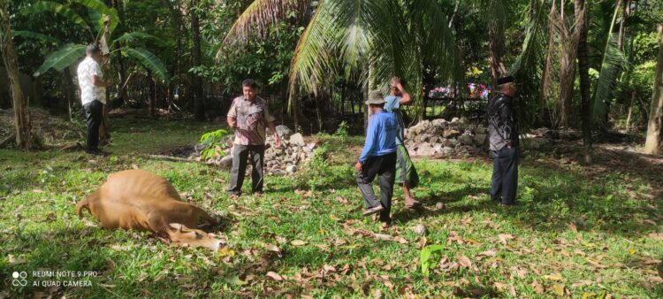 Sindikat Pencurian Ternak Beraksi di Aceh Besar, Tiga Ekor Lembu Diracun