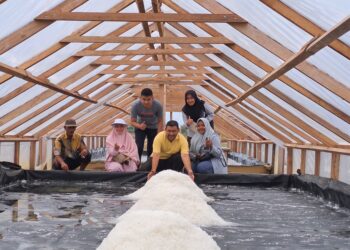 Kelompok Usaha Garam Rakyat Mandiri Desa Matang Tunong, Kecamatan Lapang, melakukan panen garam, Selasa (22/8/2023). FOTO/HAI/Azhari