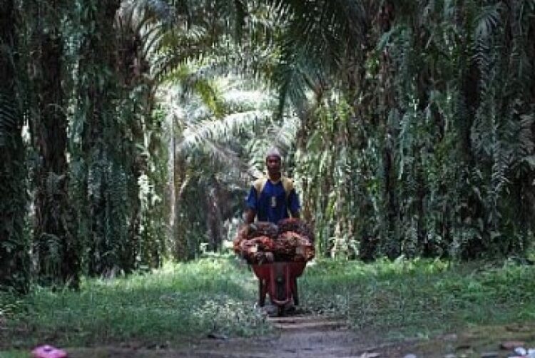 Kebun sawit, ilustrasi