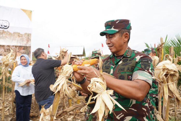 Pangdam IM Panen Puluhan Ton Jagung di Lahan Sawit PT. ASN Aceh Jaya