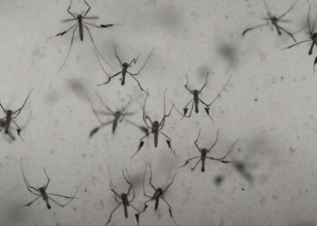 60 Ribu Nyamuk Wolbachia Disebar di Bandung, Masyarakat Justru Dibikin Takut Meski untuk Tekan DBD