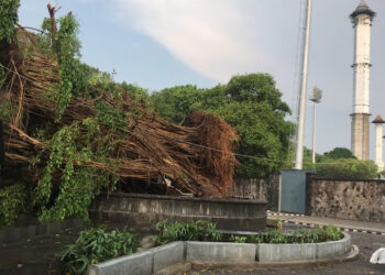 Angin Kencang Terjang Solo Robohkan Pohon, Petunjuk untuk Mas Gibran