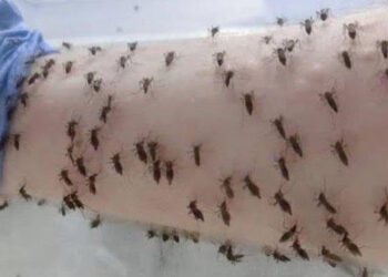 Ditolak Warga, Program Wolbachia di Bali Ternyata Digagas Pemprov bersama Australia