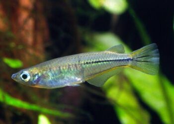 Ikan Kecil Asli Indonesia Ini Bisa Berubah Warna Kalau Lagi Marah