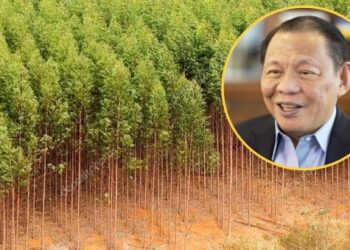Perusahaan Taipan Sukanto Tanoto Babat Kayu di Kawasan Inti IKN, Sebabkan Deforestasi