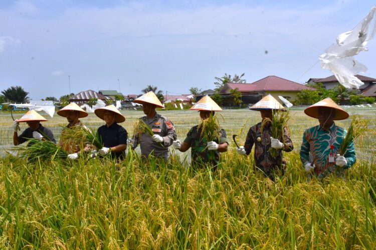Pj Wali Kota Langsa Panen Padi Program Ketahanan Pangan Matang Seulimeng