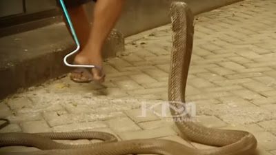 Astaga! Rumah Dedi Mulyadi Diteror Raja Kobra, Diduga Kiriman: Ya Allah Aku Masih Diselamatkan