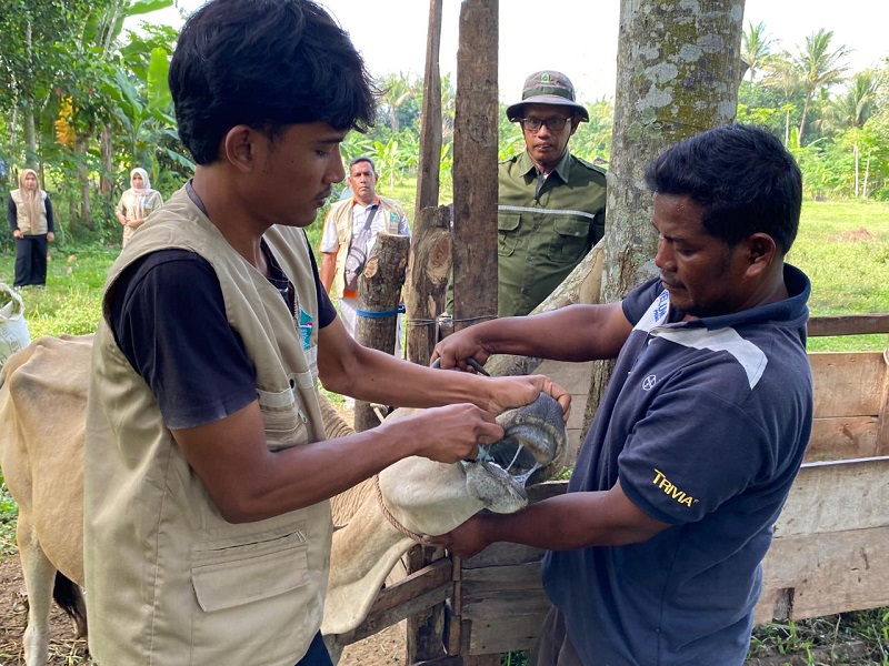 Satgas PMK Dinas Pertanian Aceh Besar Gencarkan Vaksinasi Ternak di Kuta Cot Glie