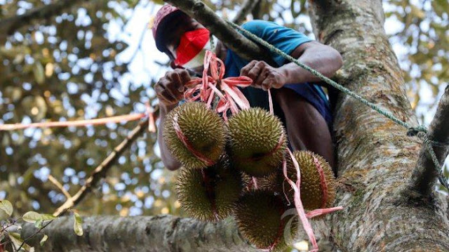 Ⓒ Hak cipta foto di atas dikembalikan sesungguhnya kepada pemilik foto Ⓒ Hak cipta foto di atas dikembalikan sesungguhnya kepada pemilik foto