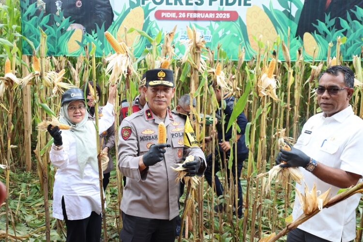 Wakapolda Aceh Brigjen Misbahul Munauwar melakukan panen raya jagung tahap I secara serentak di Desa Tanjong, Kecamatan Kembang Tanjong, Kabupaten Pidie, pada Rabu, 26 Februari 2025. FOTO/Dok. Istimewa. Ⓒ Hak cipta foto di atas dikembalikan sesungguhnya kepada pemilik foto