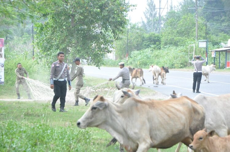 Dalam rangka mendukung kelancaran arus lalu lintas menjelang perayaan Hari Raya Idul Fitri 1446 H, petugas Satuan Polisi Pamong Praja dan Wilayatul Hisbah (Satpol PP dan WH) Aceh Besar menertibkan ternak yang berkeliaran di jalan lintas Banda Aceh-Meulaboh. Penertiban tersebut dilakukan bersama Satlantas Polres Aceh Besar dan Jasa Raharja Kanwil Aceh, di Kawasan Lhoknga, Aceh Besar, Jumat (28/3/2025). FOTO/Dok. Istimewa. Ⓒ Hak cipta foto di atas dikembalikan sesungguhnya kepada pemilik foto