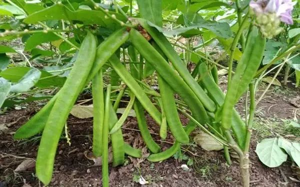 Ⓒ Hak cipta foto di atas dikembalikan sesungguhnya kepada sang pemilik foto Ⓒ Hak cipta foto di atas dikembalikan sesungguhnya kepada pemilik foto