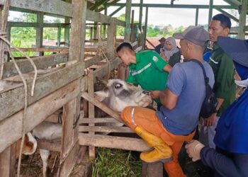 Peternak Manfaatkan Bantaran Krueng Aceh Untuk Penggemukan Sapi