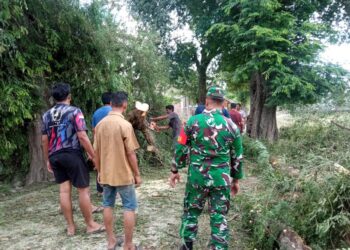BPBD Aceh Besar Gerak Cepat Lakukan Penanganan Pohon Tumbang di Kuta Cot Glie