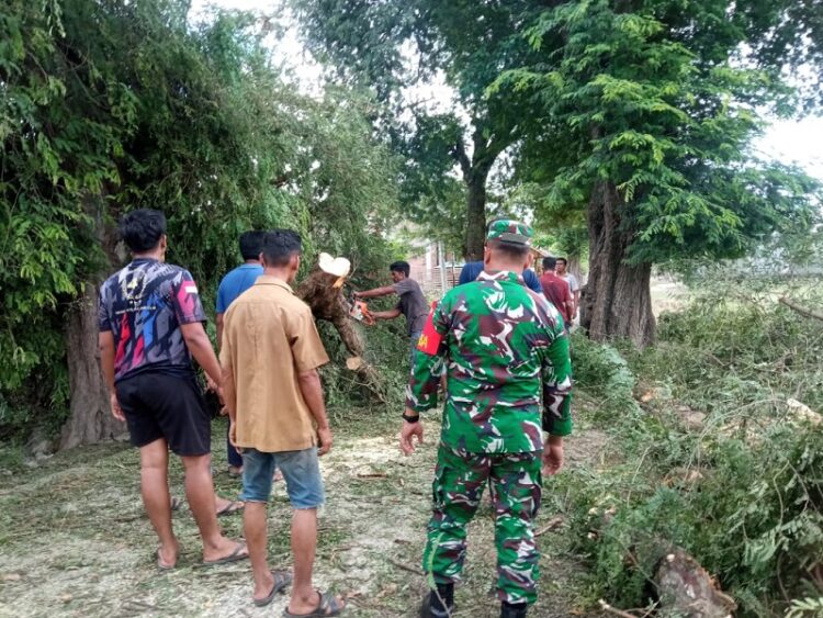 BPBD Aceh Besar Gerak Cepat Lakukan Penanganan Pohon Tumbang di Kuta Cot Glie