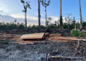 APH Diminta Tegas Berantas Illegal Logging dan Lahan Gambut Rawa Tripa