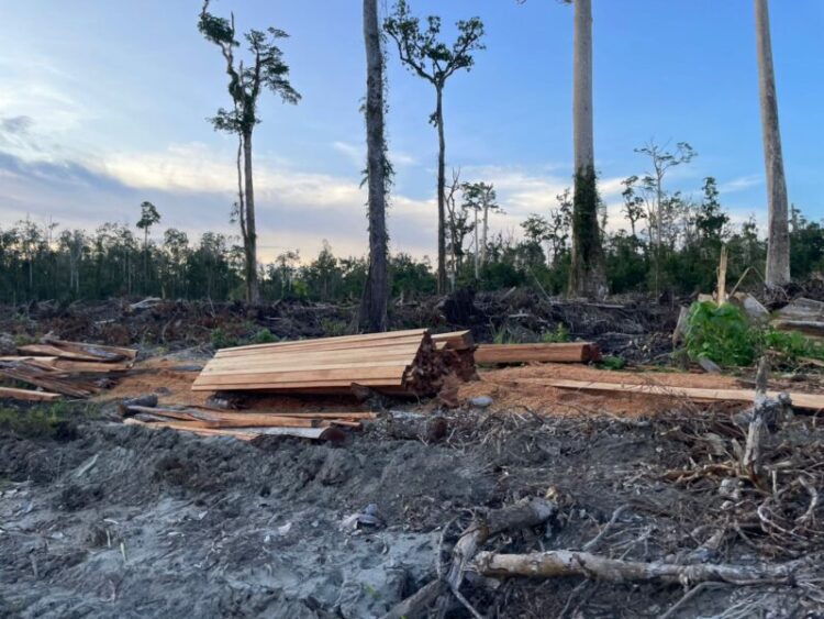 APH Diminta Tegas Berantas Illegal Logging dan Lahan Gambut Rawa Tripa