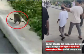 Kawasan Inti Pusat Pemerintah (KIPP) Ibu Kota Nusantara (IKN) di Kalimantan Timur (Kaltim) diserang hama tikus. FOTO/Kolase. Ⓒ Hak cipta foto di atas dikembalikan sesungguhnya kepada pemilik foto