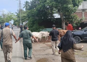 Satpol PP dan WH Aceh Besar Amankan 9 Ekor Sapi Liar di Darul Imarah