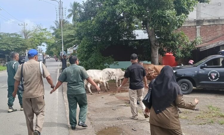 Satpol PP dan WH Aceh Besar Amankan 9 Ekor Sapi Liar di Darul Imarah