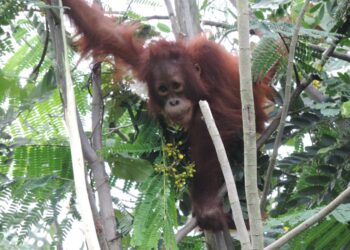 Perusahaan Tambang Beri Rumah Baru Bagi Orangutan di Lahan Reklamasi
