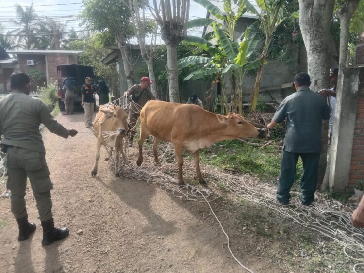 Tak Henti, Satpol PP dan WH Aceh Besar Amankan Dua Ekor Sapi Liar