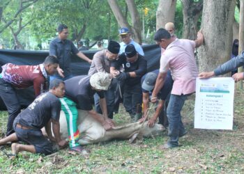 Green Qurban 1446 H, Rumah Amal USK Salurkan 880 Paket Daging ke Warga