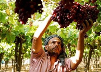 Jadi tukang petik buah anggur dibayar per Box, kerja di Australia bisa raup Rp4 Juta sehari