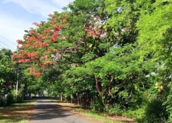 Pohon “Jeju” dan Kemarahan yang Tebang Pilih