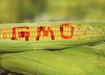 Impor GMO, Impor Penyakit