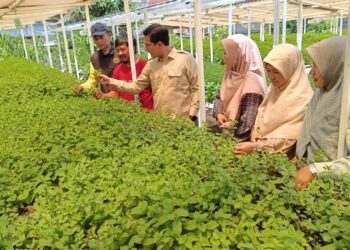 Ketua DPRK Banda Aceh Kunjungi Kebun Mint di Neusu, Dorong Urban Farming untuk Ketahanan Pangan