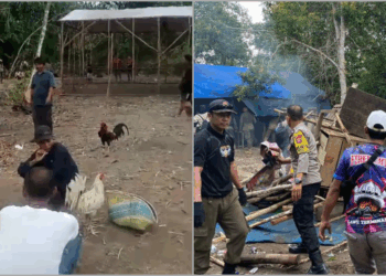 Tak Hanya PSK, Judi Sabung Ayam Juga Muncul di Sekitar IKN