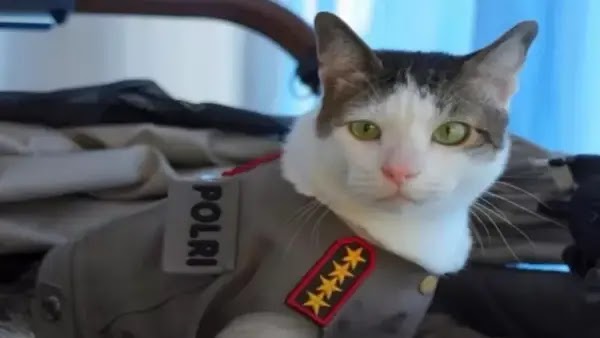 Ⓒ Hak cipta foto di atas dikembalikan sesungguhnya kepada sang pemilik foto Ⓒ Hak cipta foto di atas dikembalikan sesungguhnya kepada pemilik foto