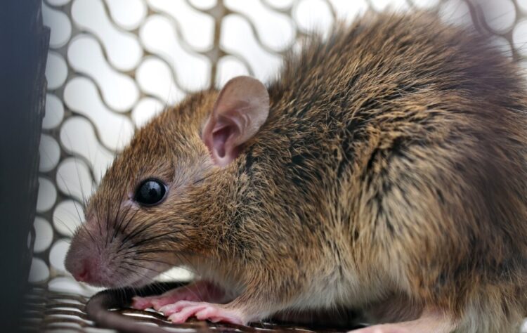 Waspada Leptospirosis: Ancaman Mematikan dari Urine Tikus Mengintai Aceh