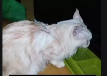 Viral Warga Selamatkan Kucing Eko Patrio Saat Rumah Dijarah