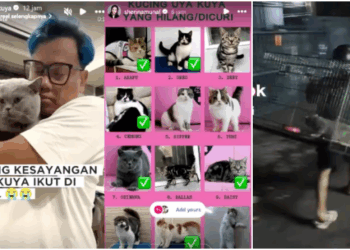 12 Kucing Uya Kuya dijarah. FOTO/Kolase. Ⓒ Hak cipta foto di atas dikembalikan sesungguhnya kepada pemilik foto