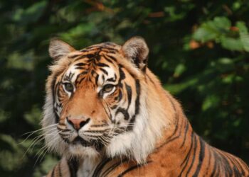 Harimau Sumatra: Saat Habitat Terbelah, Nilai Kewargaan Ekologis Diuji