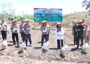 Polda Aceh Tanam Jagung di Lahan 347,87 Hektar, Target Panen 1.391 Ton