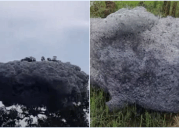 Viral ‘Awan’ Hitam Terbang di Langit Subang Mendarat di Sawah