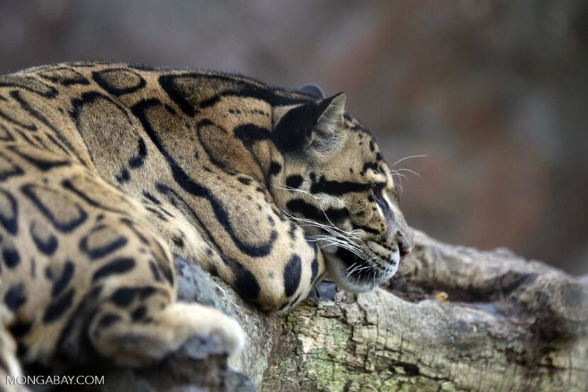 Mengenal Macan Dahan, Kucing Liar Unik yang Kini Terancam Punah