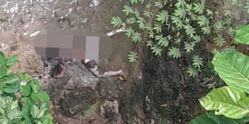 Ⓒ Hak cipta foto di atas dikembalikan sesungguhnya kepada pemilik foto