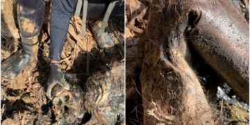 Memilukan, Tim SAR Temukan Bangkai Orangutan di Antara Tumpukan Kayu Gelondongan Banjir Tapanuli