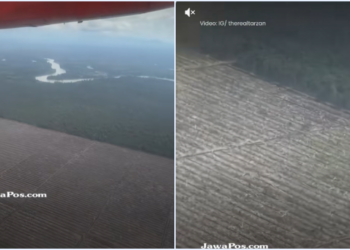 Viral Influencer Amerika Videokan Parahnya Deforestasi Hutan Sumatera, Gundul Sejauh Mata Memandang