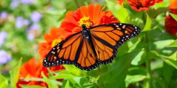 Ⓒ Hak cipta foto di atas dikembalikan sesungguhnya kepada pemilik foto